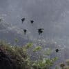 Wild Plum-crowned Parrots fly above the forest