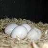 Puerto Rican Amazon eggs in an artificial nest