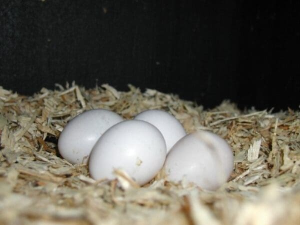 Puerto Rican Amazon eggs in an artificial nest