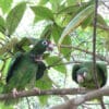 Wild Puerto Rican Amazons with transmitters perch in a tree