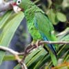 A Puerto Rican Amazon perches in an enclosure at a breeding-for-release program