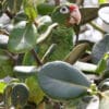 A wild Puerto Rican Amazon hides in foliage