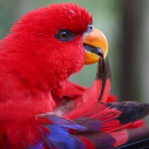 A Red Lory preens its wing feathers