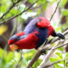 A wild Red-and-blue Lory leans over a branch