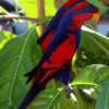 Wild Red-and-blue Lories perch in a tree