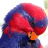 Closeup of Red-and-blue Lory