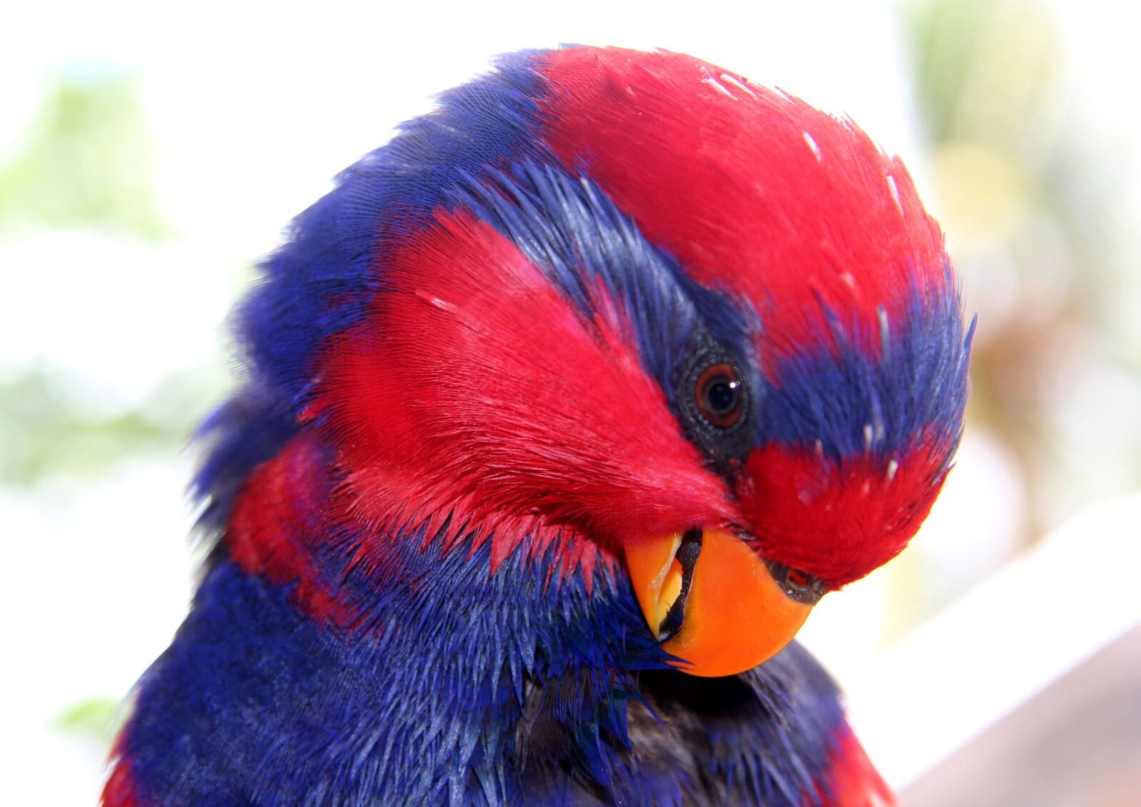 Red-and-blue Lories: Wild Nest Support