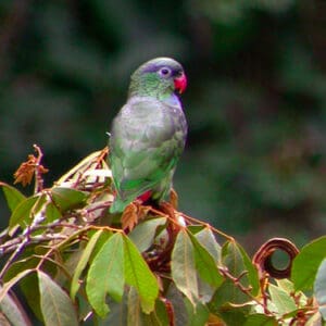 A wild Red-billed Parrot perches atop a tree