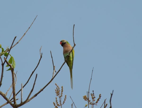 A wild Red-breasted Parakeet perches on a branch