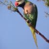 A wild male Red-breasted Parakeet feeds on flowers