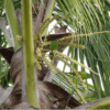 Wild Red-chinned Lorikeets perch in a tree