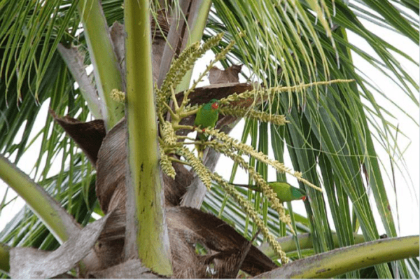 Wild Red-chinned Lorikeets perch in a tree