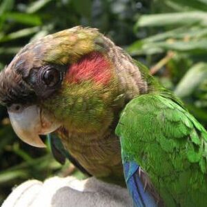 A wild Red-eared Conure