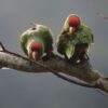 Wild Red-fronted Conures perch and preen