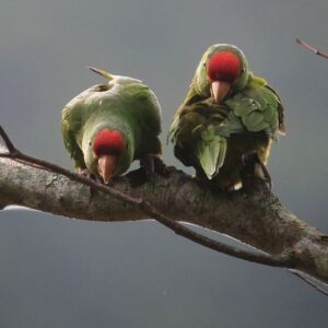 Wild Red-fronted Conures perch and preen