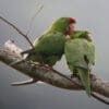 Wild Red-fronted Conures preen each other