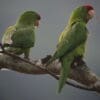 Wild Red-fronted Conures perch on a limb