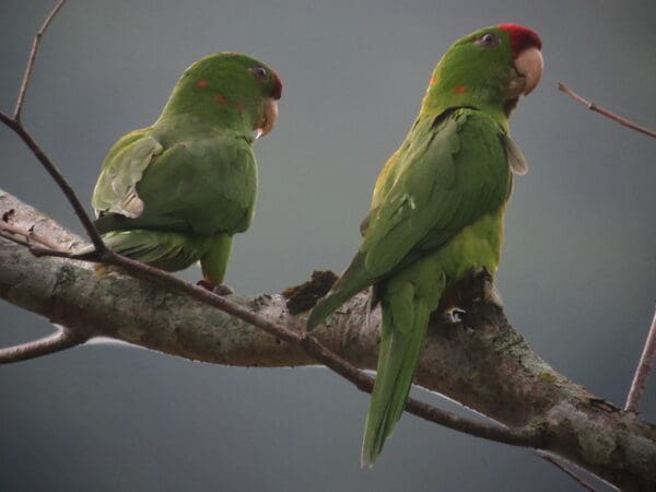 Wild Red-fronted Conures perch on a limb