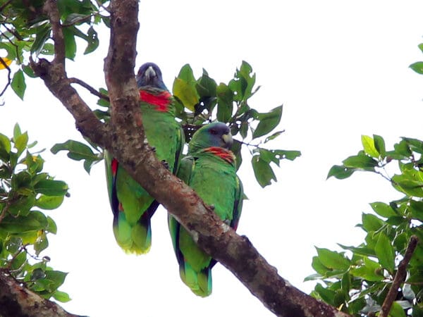 Red-necked Amazon Conservation