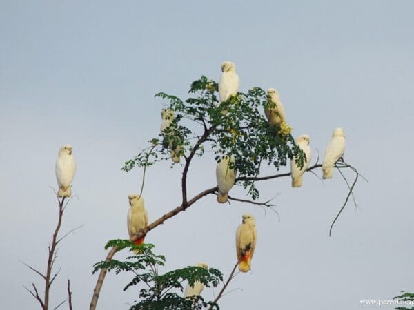 Red-vented Cockatoo Conservation