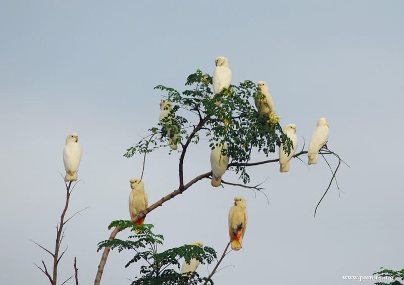 Wild Red-vented Corellas perch in a tree