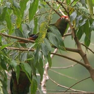 Wild Rose-crowned Conures feed in a tree