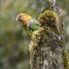 A wild Rusty-faced Parrot perches atop a mossy stump