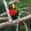 A Scarlet-breasted Lorikeet perches on a limb