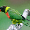 Mitchell's Lorikeet perches on a branch