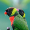 Mitchell's Lorikeets perch on a branch