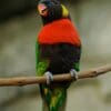 A Scarlet-breasted Lorikeet perches on a branch