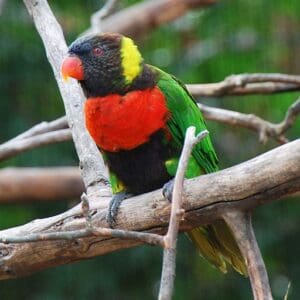 A Scarlet-breasted Lorikeet perches on a limb