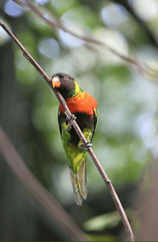 Mitchell’s Lorikeet: Conservation Education