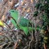 A wild Short-tailed Parrot feeds on berries