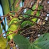 Wild Short-tailed Parrots feed on berries