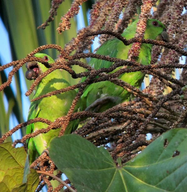 Wild Short-tailed Parrots feed on berries