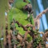 A wild Short-tailed Parrot feeds on berrries