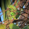 A wild Short-tailed Parrot forages in a tree