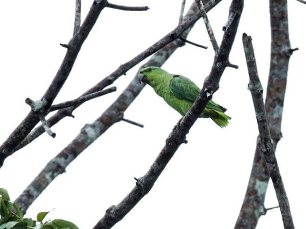 A wild Short-tailed Parrot perches in a bare tree