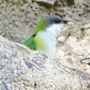 A wild Sierra Parakeet climbs among rocks