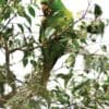 A wild Socorro Conure perches on one foot