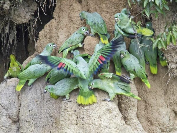 Northern and Southern Mealy Amazon Research