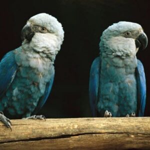 Spix's Macaws perch on a log