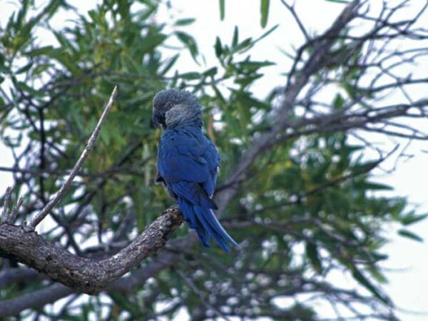 Spix’s Macaw: Finding the Last Wild Bird