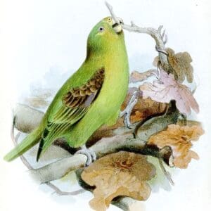 An illustration depicts a Spot-winged Parrotlet