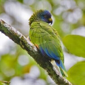 A wild St. Lucia Amazon perches on a branch