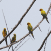 Wild Sulphur-breasted Conures perch on branches