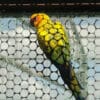 A Sulphur-breasted Conure clings to the side of a cage