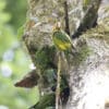 Wild Sulphur-winged Conures gather around a tree cavity