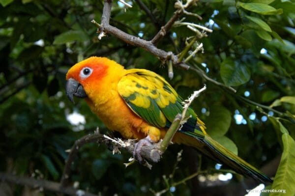 A Sun Conure perches on a branch